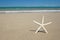 Starfish on the Hawaiian white sand tropical beach