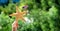 Starfish holds the American flag on a blurred green background. Labor day holiday concept. 4th of July USA Independence Day. Copy