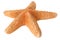 Starfish isolated