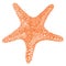 Starfish Isolated object Hand drawing style