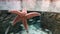 Starfish Istanbul Aquarium