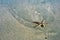 Starfish laying in the sandy beach