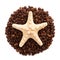 Starfish lie on the circle of coffee beans isolated