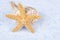 Starfish and Lightning Whelk Shells