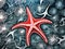 Starfish Linocut Delicate Ocean Beauty