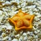 A starfish lying on shells in the Istanbul aquarium.