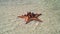 A starfish lying on white sandy seashore with wavy clean and transparent water.