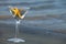 Starfish martini