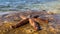 A starfish moves along the surface. A starfish lies on a stone, close-up. Marine animal, inhabitant of the Adriatic Sea