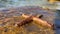 A starfish moves along the surface. A starfish lies on a stone, close-up. Marine animal, inhabitant of the Adriatic Sea