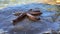 A starfish moves along the surface. A starfish lies on a stone, close-up. Marine animal, inhabitant of the Adriatic Sea