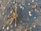 Starfish With One Half Missing Leg On Beach With Scattered Sea Shells