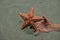 Starfish Oreaster reticulatus held in hand, caught in the Bocas del Toro in the Caribbean in Panama