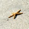 Starfish over wet sand