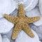 Starfish on pebble