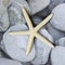 Starfish on pebble