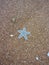 Starfish picture in Goa beach attractive