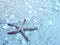 Starfish with Red Spots resting on Rocky White Ocean Floor