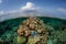 Starfish and Reef in Indonesia