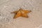 Starfish resting in the turquoise waters of the Caribbean Sea under the warm tropical sun