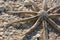 Starfish rests on shells on Sanibel Island