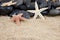 Starfish and rocks