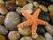 Starfish on Rocks