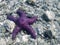 Starfish on Rocky Beach during low tide