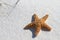 Starfish On Sand