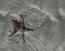 Starfish in Sand art at low tide, Qualicum Beach, BC