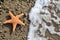 Starfish on the Sand border design.