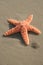 Starfish and Sand Dollar