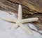 Starfish in the sand, wooden background