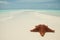 Starfish on a sandbar