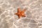 Starfish on a Sandy Sea bottom