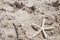 Starfish scallop shells beach shell sea sand summer vacation and holiday