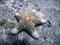 Starfish on Sea Bottom, Seychelles