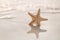 starfish on sea ocean beach in Florida, soft gentle sunrise light color