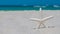 Starfish or Sea Star. Beach sand. Summer vacations. Ocean coast line. Bright sunny day and blue color of salt water. Florida parad