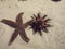 Starfish & Sea Urchin