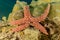 Starfish On the seabed in the Red Sea