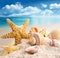 Starfish and seashells on the beach