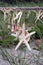 Starfish Seashells in Raffia and Rope Border on Beach