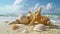 Starfish, Seashells, and Seashells on Beach