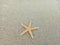 Starfish and seashells on white sand beach in summer for relaxation with the discovery of underwater creatures