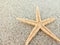 Starfish and seashells on white sand beach in summer for relaxation with the discovery of underwater creatures
