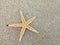 Starfish and seashells on white sand beach in summer for relaxation with the discovery of underwater creatures