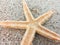 Starfish and seashells on white sand beach in summer for relaxation with the discovery of underwater creatures