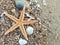 Starfish and seashells on white sand beach in summer for relaxation with the discovery of underwater creatures