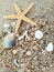 Starfish and seashells on white sand beach in summer for relaxation with the discovery of underwater creatures